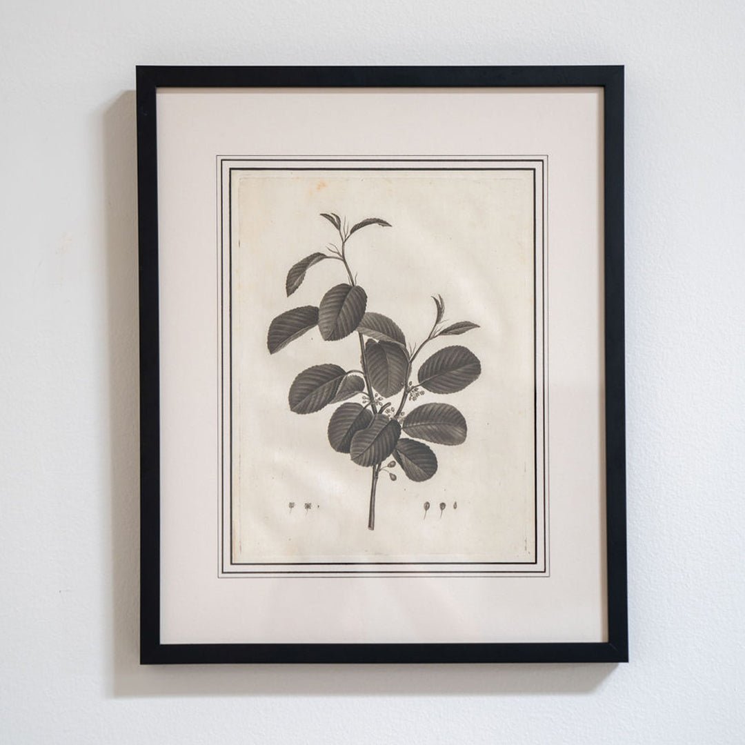 Botanical Sketches by Pierre-Joseph Redouté