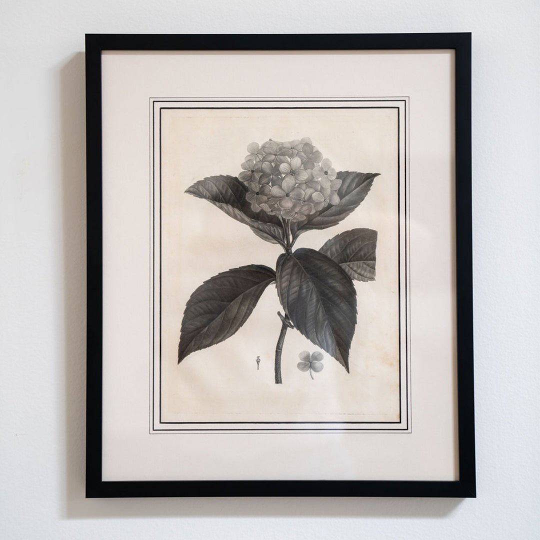Botanical Sketches by Pierre-Joseph Redouté