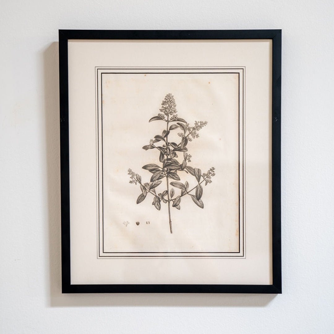 Botanical Sketches by Pierre-Joseph Redouté
