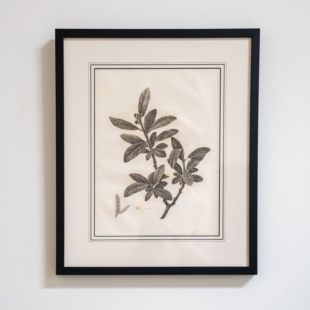 Botanical Sketches by Pierre-Joseph Redouté