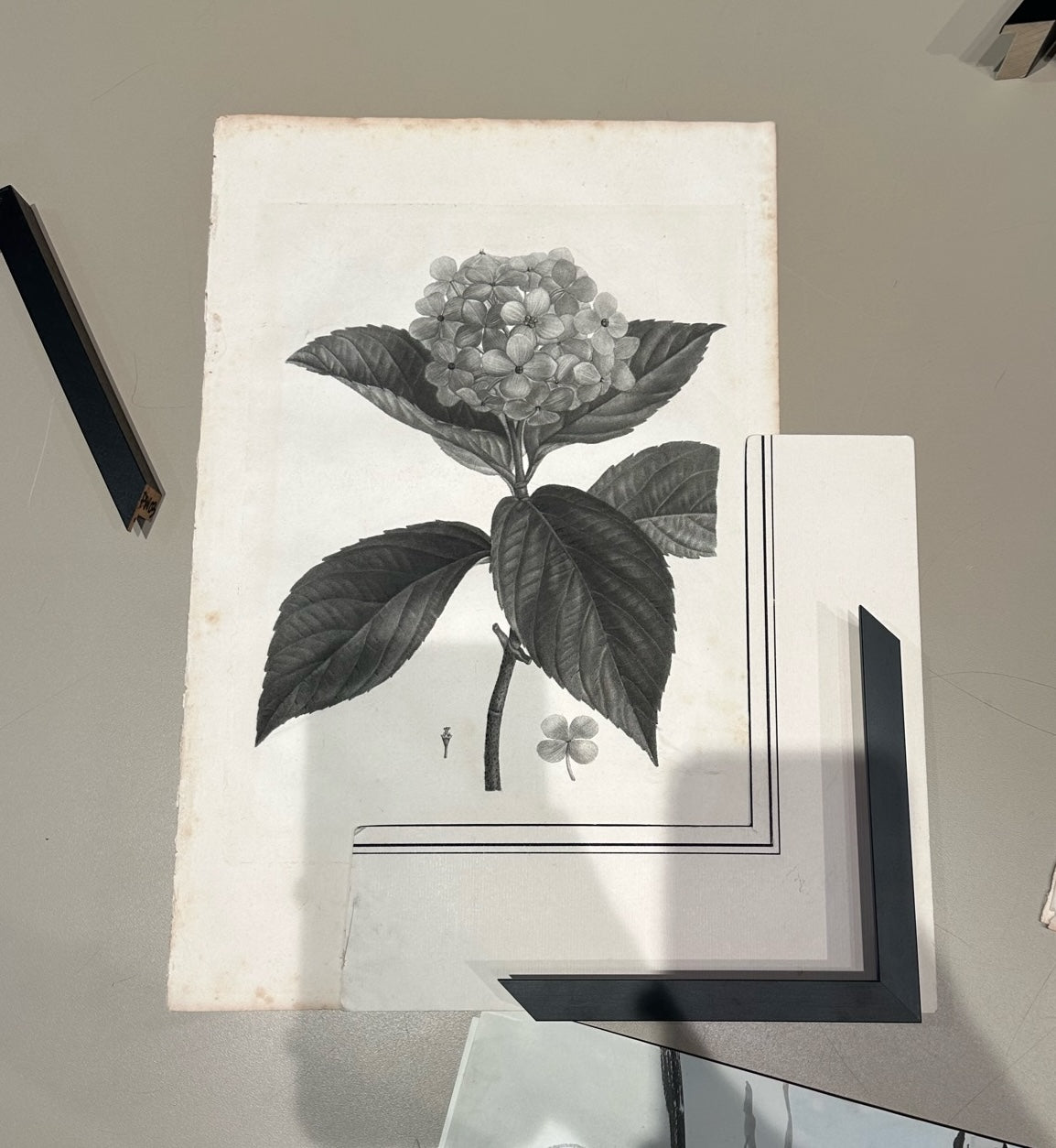 Botanical Sketches by Pierre-Joseph Redouté