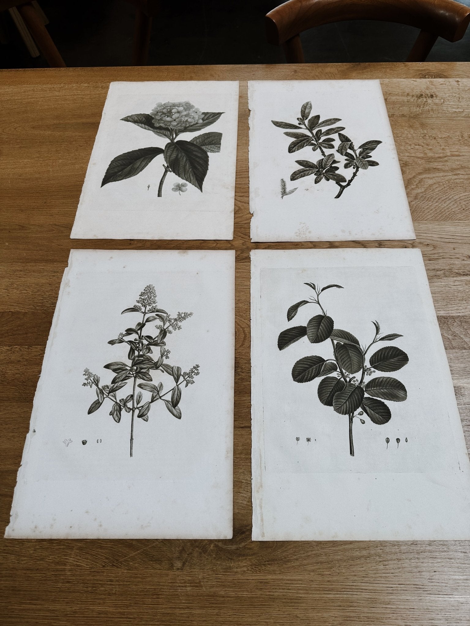 Botanical Sketches by Pierre-Joseph Redouté